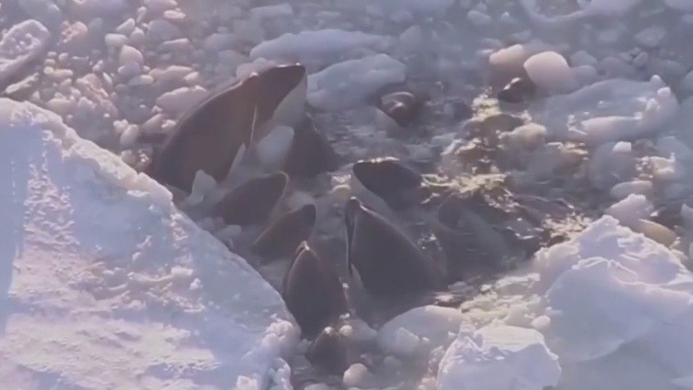 Killer whales trapped in drifting ice