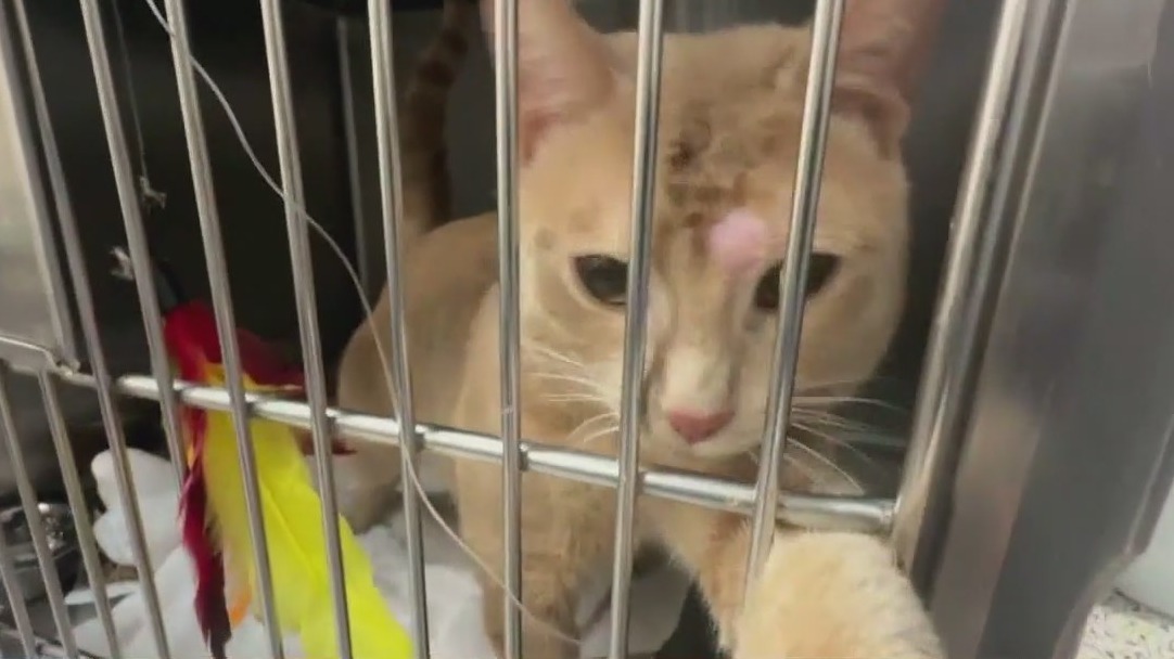 'Neuter' your ex for Valentine's Day