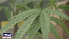 Veterans lobby Gov. Abbott as THC Ban awaits signature