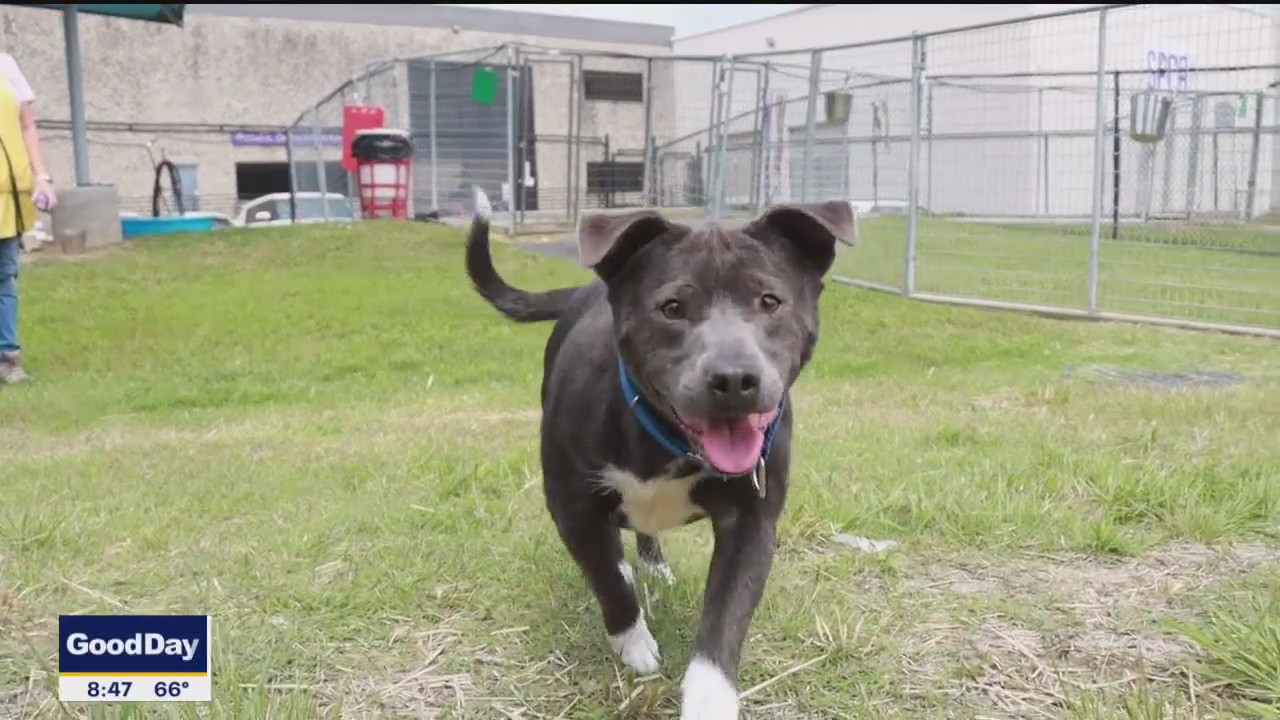 Pet of the day: Kali