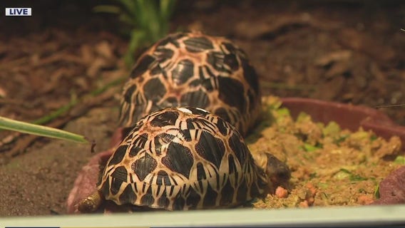 Houston zoo celebrates special first birthday!