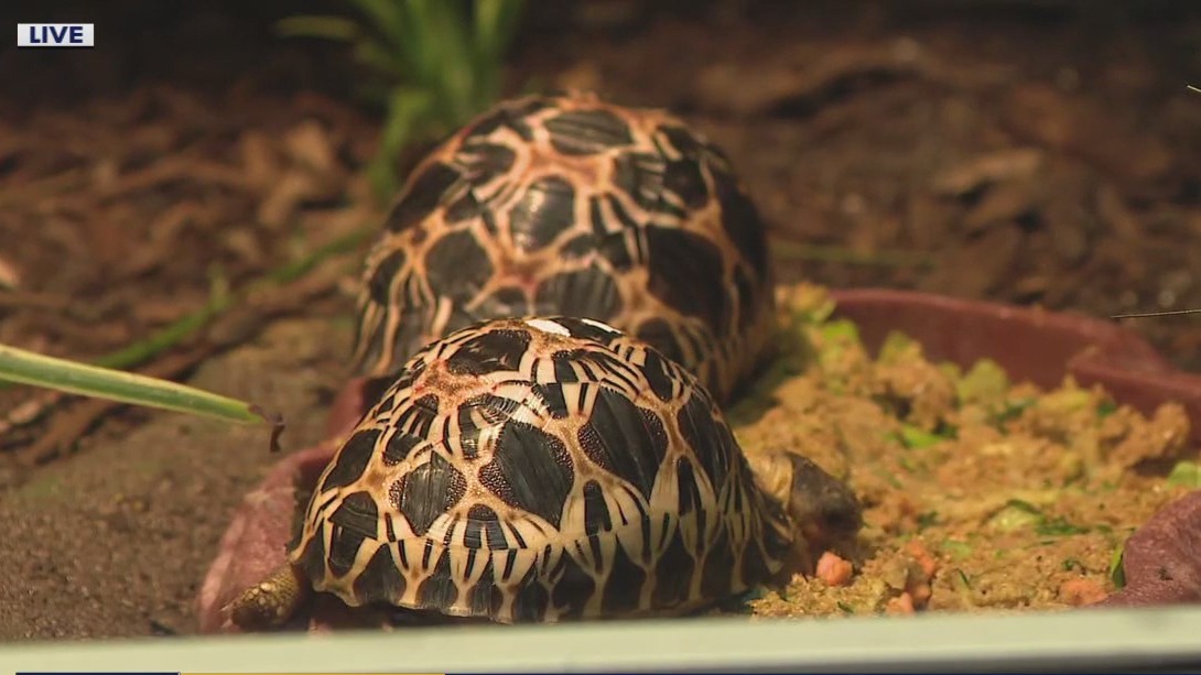 Houston zoo celebrates special first birthday!