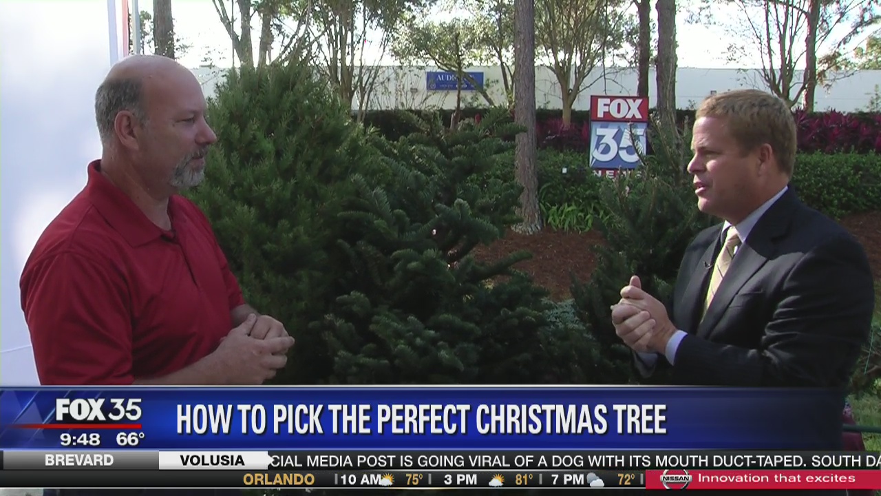 How to Pick the Perfect Christmas Tree | FOX 35 Orlando