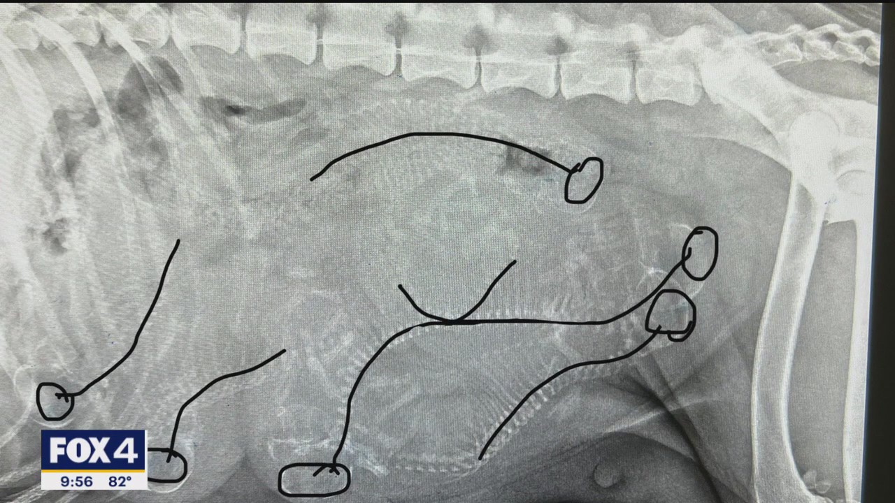 Poppy's Puppies: Help us name her baby!