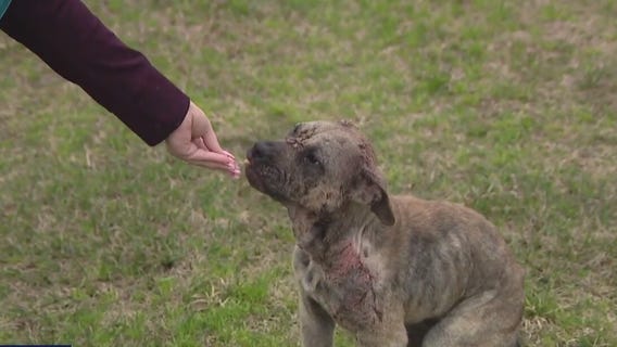 Two horrific animal cruelty cases, 1 dog shot