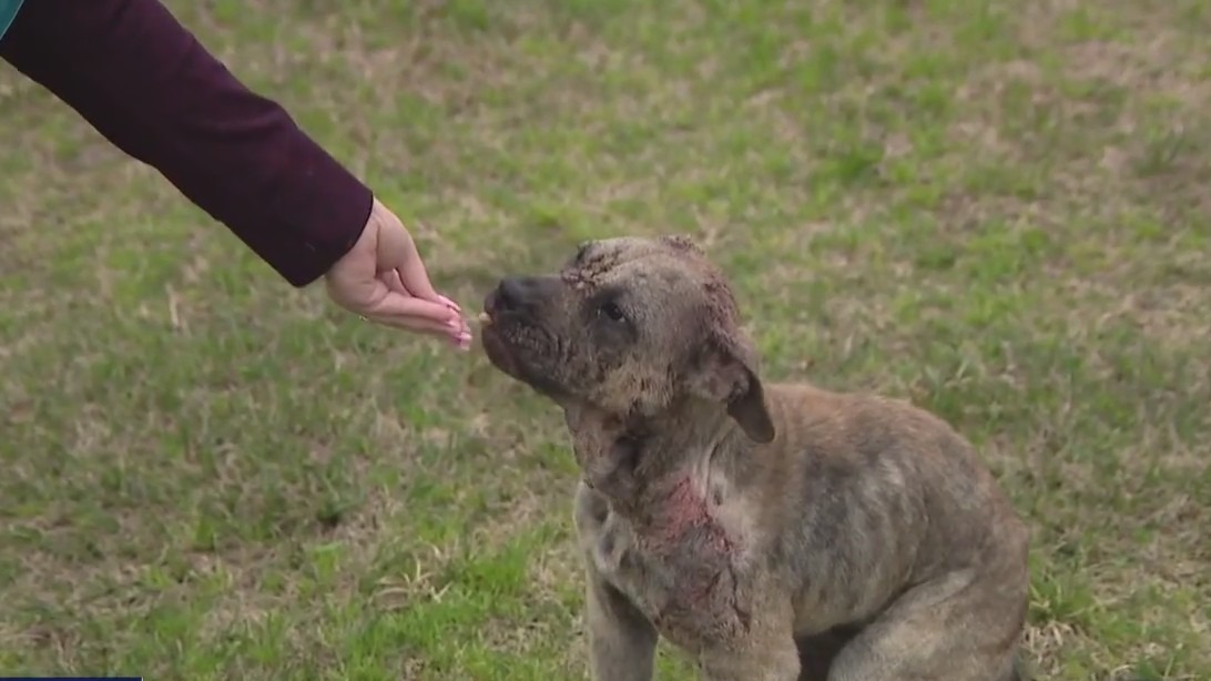Two horrific animal cruelty cases, 1 dog shot
