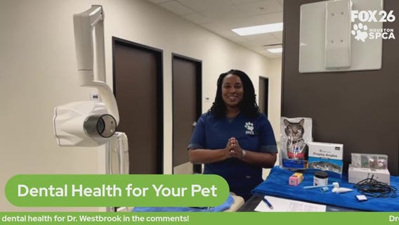 The Pet Pawcast - Pet dental health