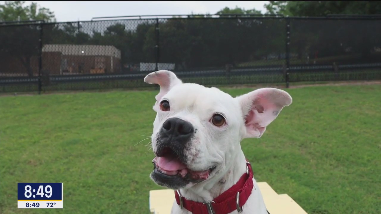 Dog of the Day: Elle Marie