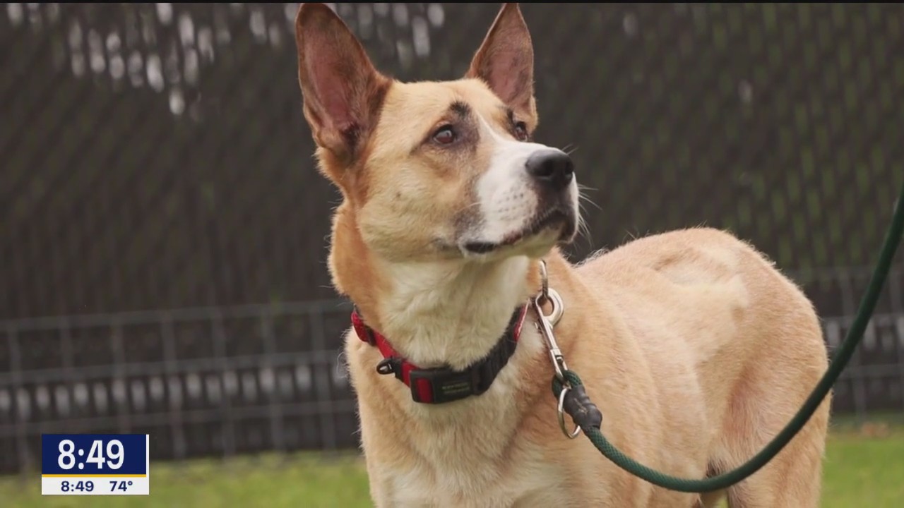 Pet of the day: Moose