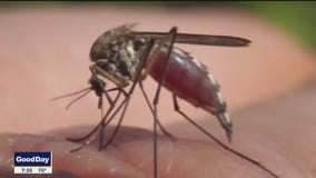 West Nile Virus in North Texas