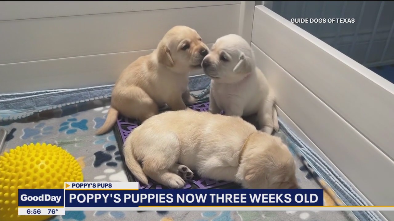 Poppy's puppies are growing!