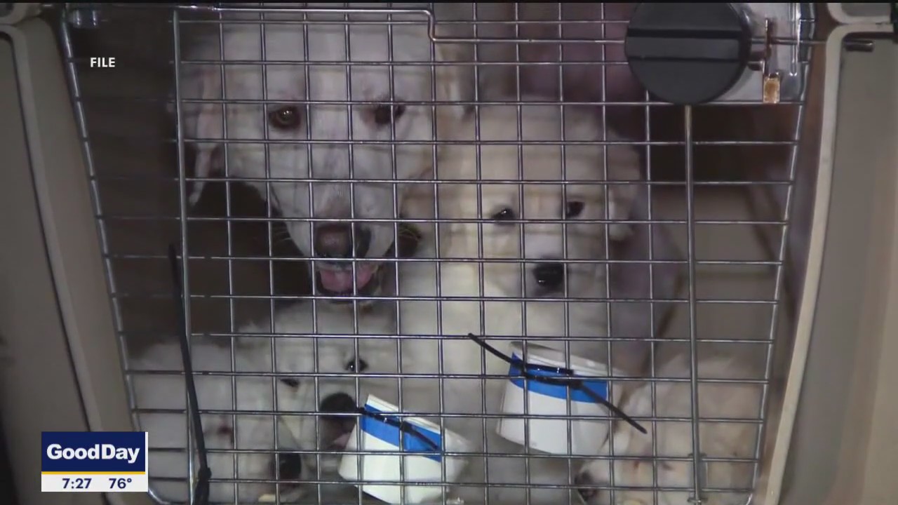 How North Texans can help animals displaced by floods