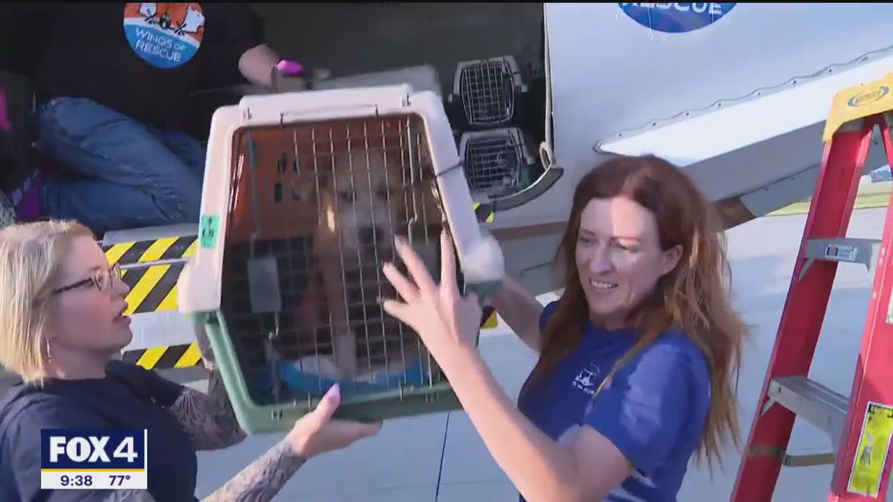 Animals from flood zone arrive in North Texas