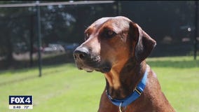 Pet of the day: Lady