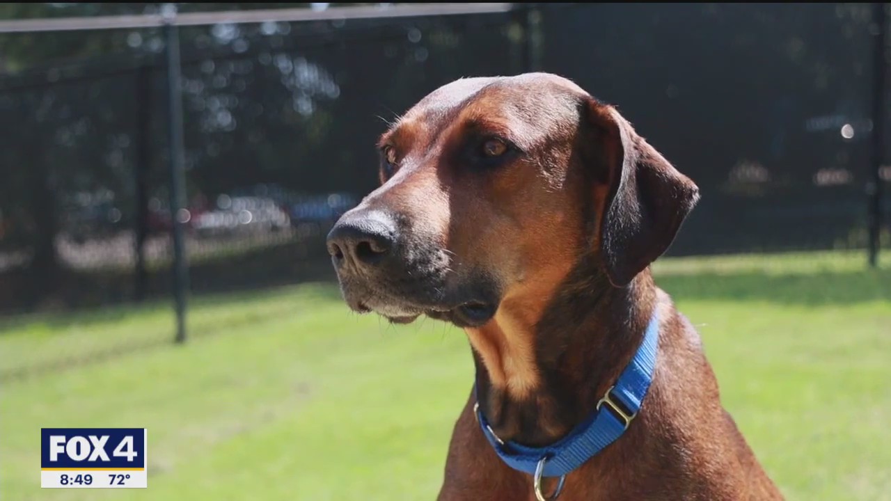 Pet of the day: Lady