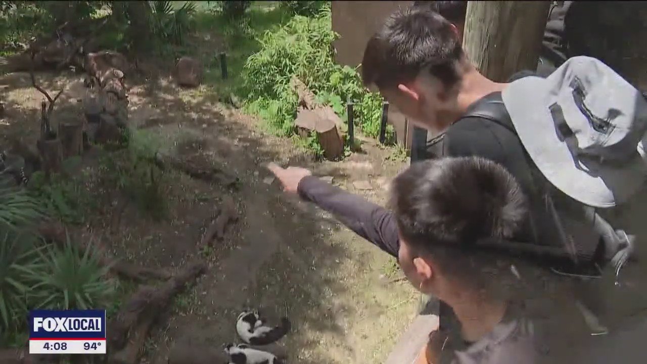 Dallas Zoo's dollar day draws thousands amid Texas heat