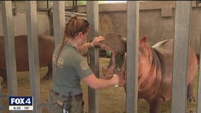 Lauren Przybyl takes care of hippos at Dallas Zoo