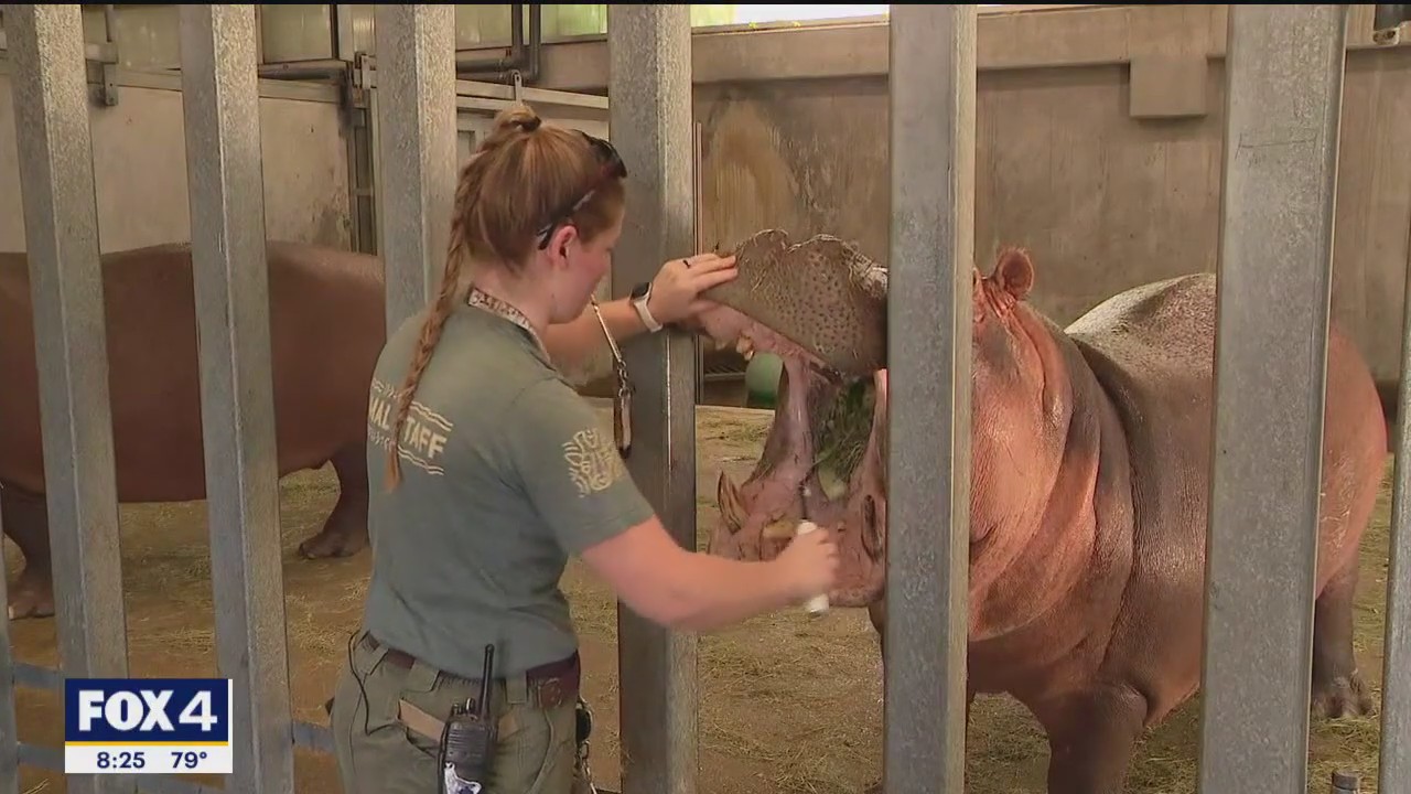 Lauren Przybyl takes care of hippos at Dallas Zoo