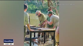 Fort Worth team capturing alligators for research