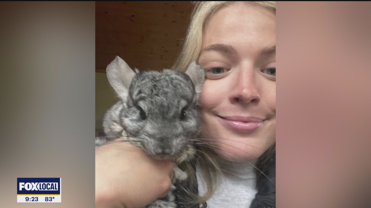Meet ChiChi, Paige Ellenberger's pet chinchilla