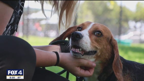 Pet of the day: Mercedes