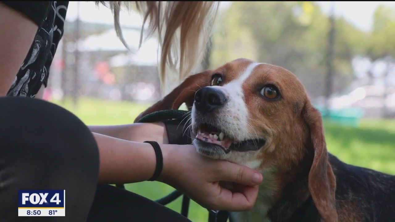 Pet of the day: Mercedes