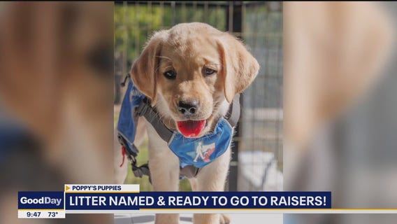 Poppy's Puppies: Litter named & now off to raisers