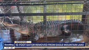 10-foot gator removed from Eagle Mountain Lake