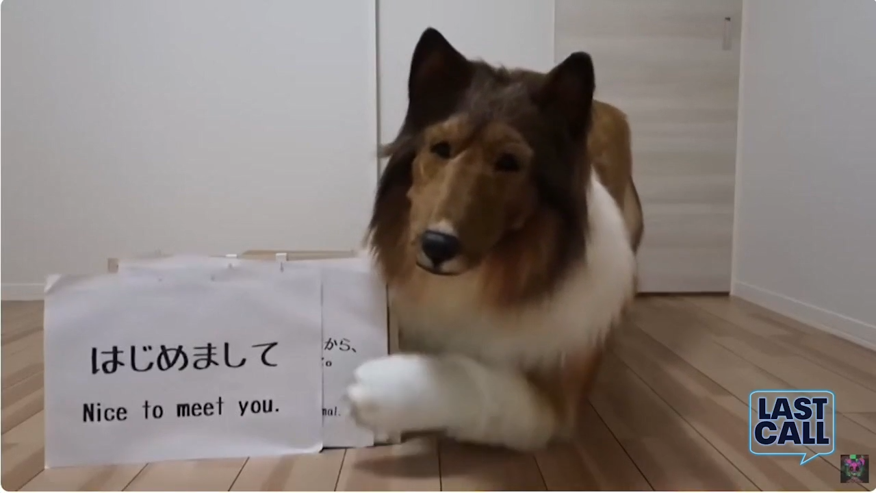 $16,000 dog costume fetishes and trad wife backlash