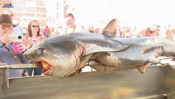 Rodeo BBQ Contest: Fresh shark from Houston First