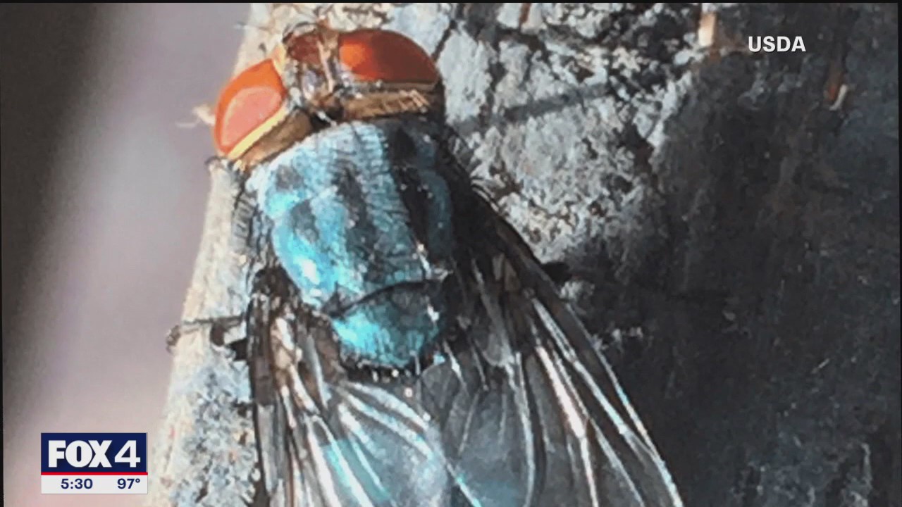 U.S. to spend $850M to combat screwworm fly in Texas