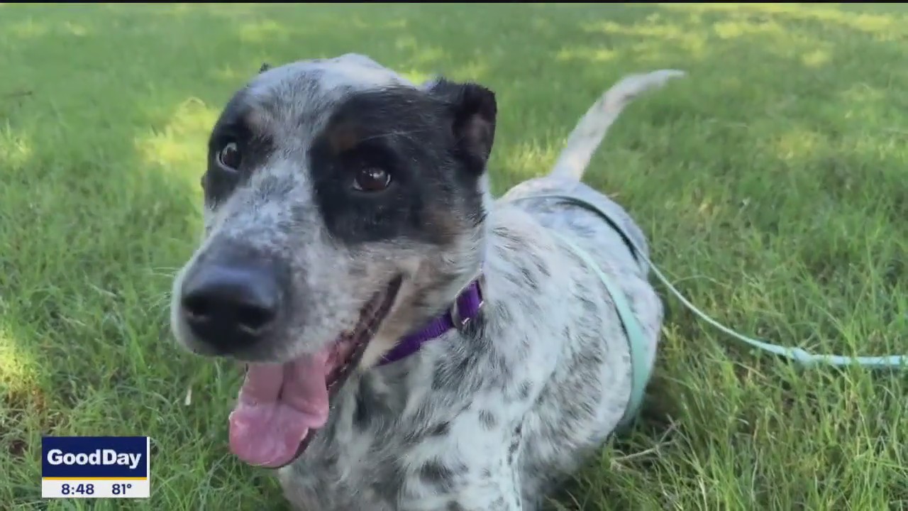 Pet of the Day: Julius