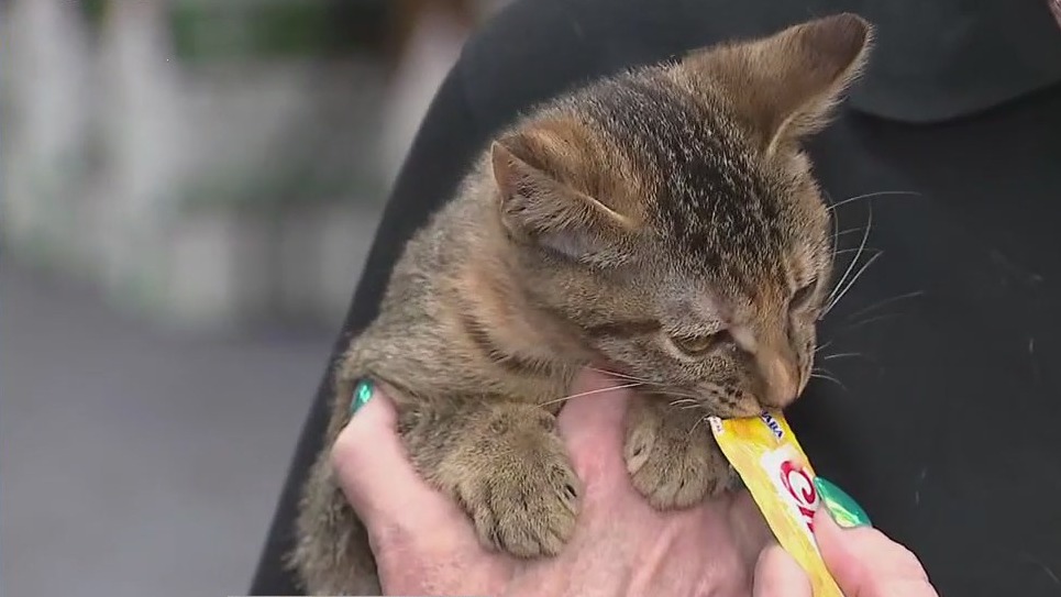 Humane Society of North Texas mega adoption event