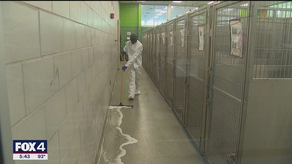 Dallas Animal Services limits dog intake amid outbreak