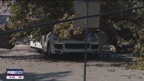 Tree falls on SUV in Dallas, driver taken to hospital
