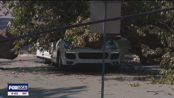 Tree falls on SUV in Dallas, driver taken to hospital