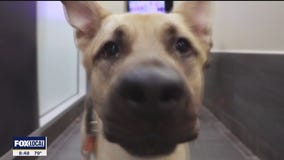 Pet of the day: Nimbus