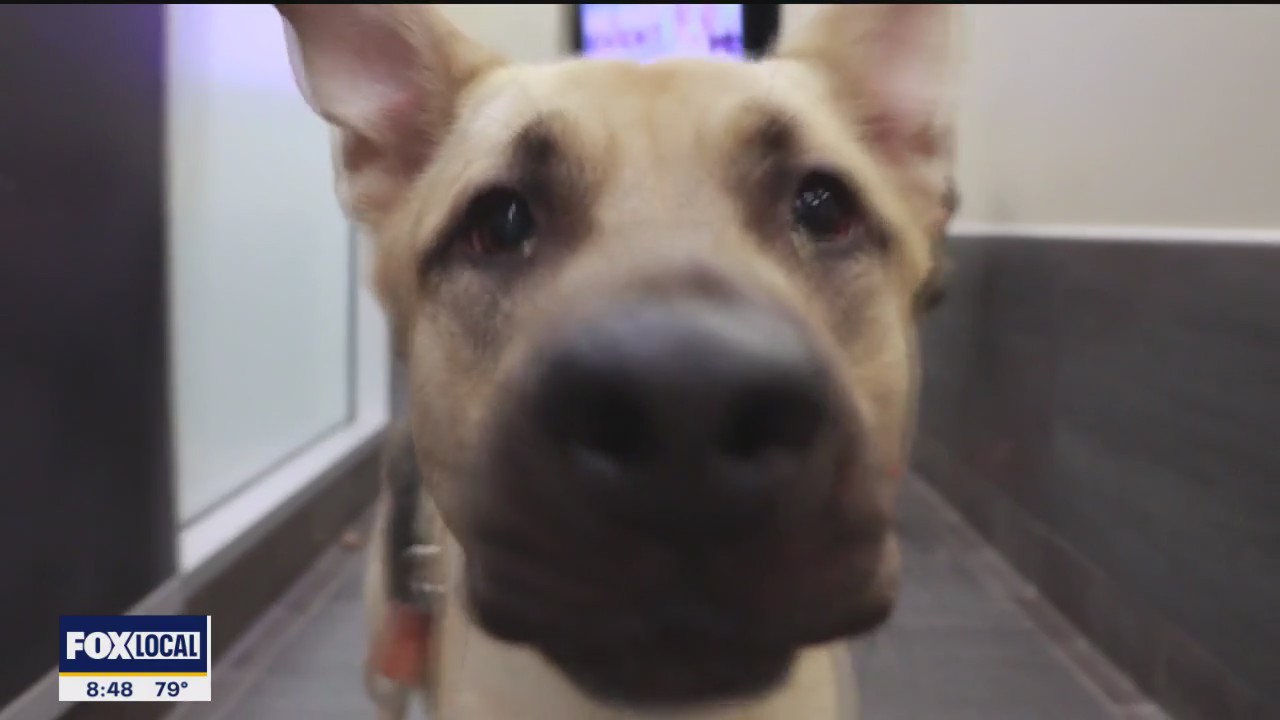 Pet of the day: Nimbus