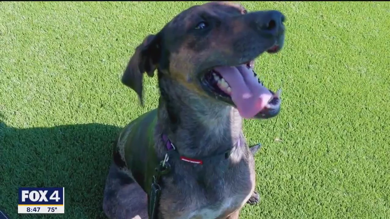 Dog of the Day: Titan