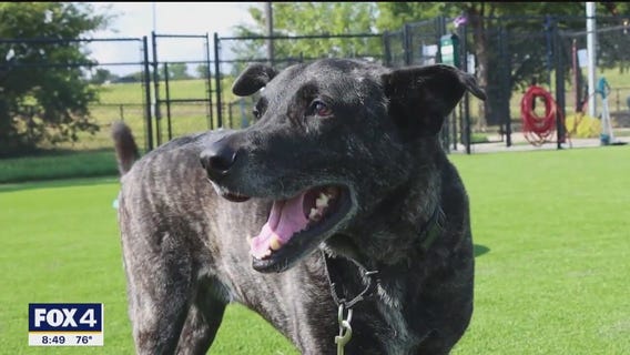 Pet of the day: Kingston