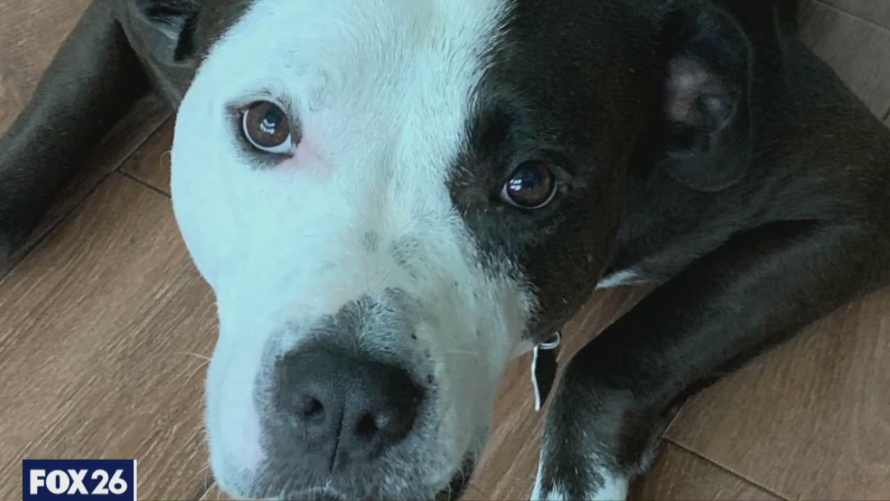 Pet Parade: Meet Joe Grinan's dogs