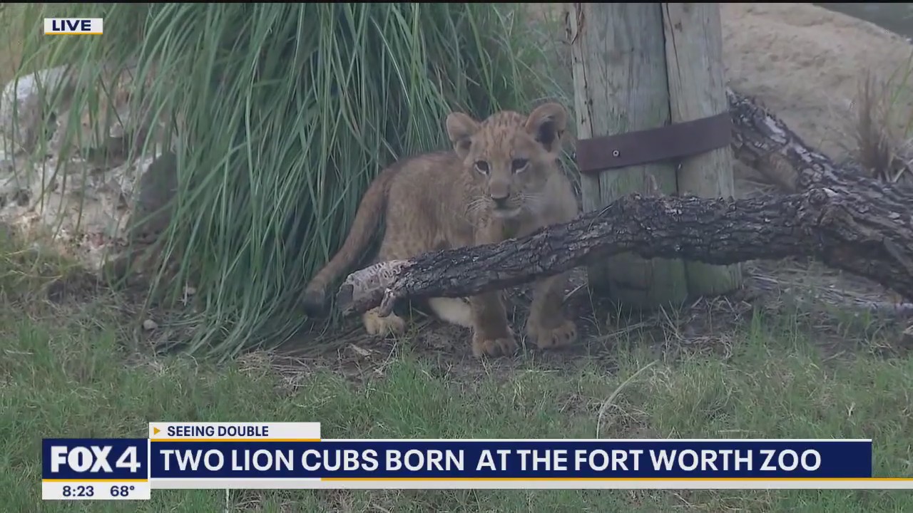 Two lion cubs born at Fort Worth Zoo