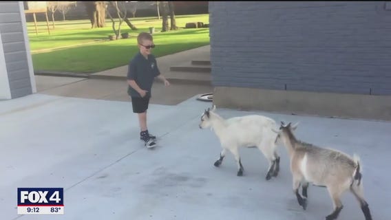 Texas family seeks answers after pet goats killed