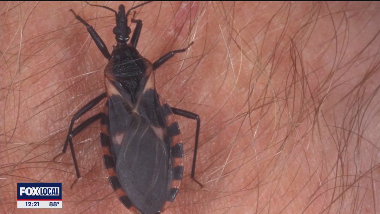 What is the 'Kissing Bug Disease' | Dialed In