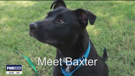Dog of the Day: Baxter