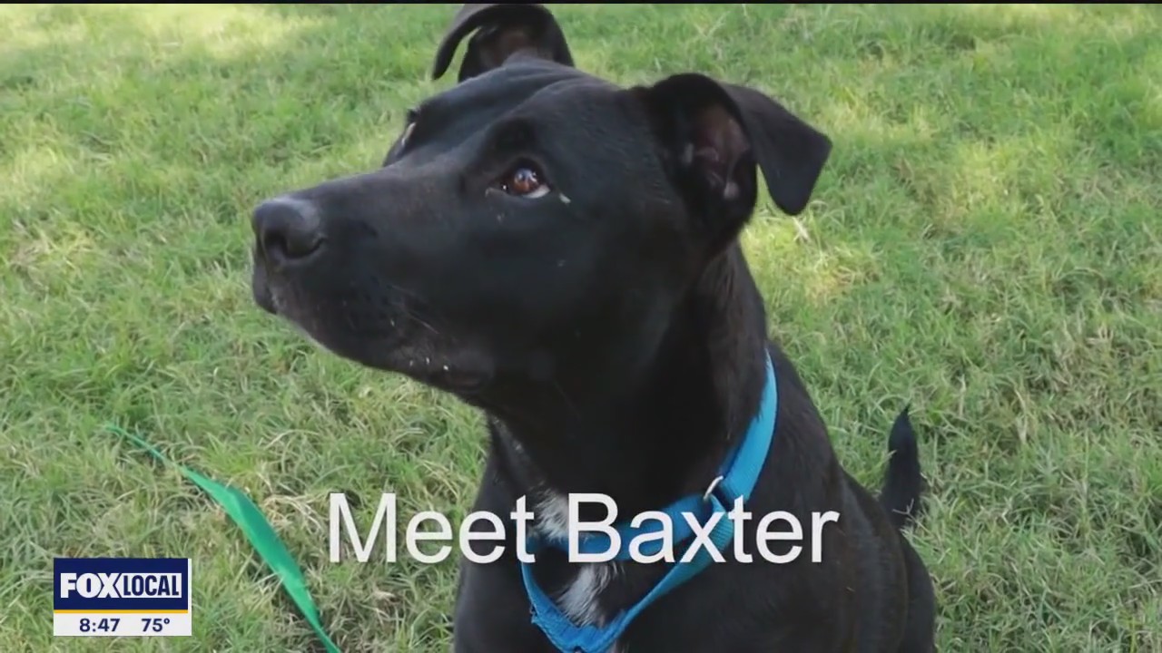 Dog of the Day: Baxter