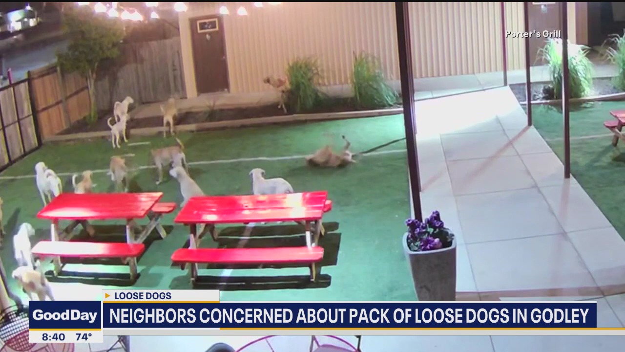 Neighbors concerned about pack of loose dogs in Godley