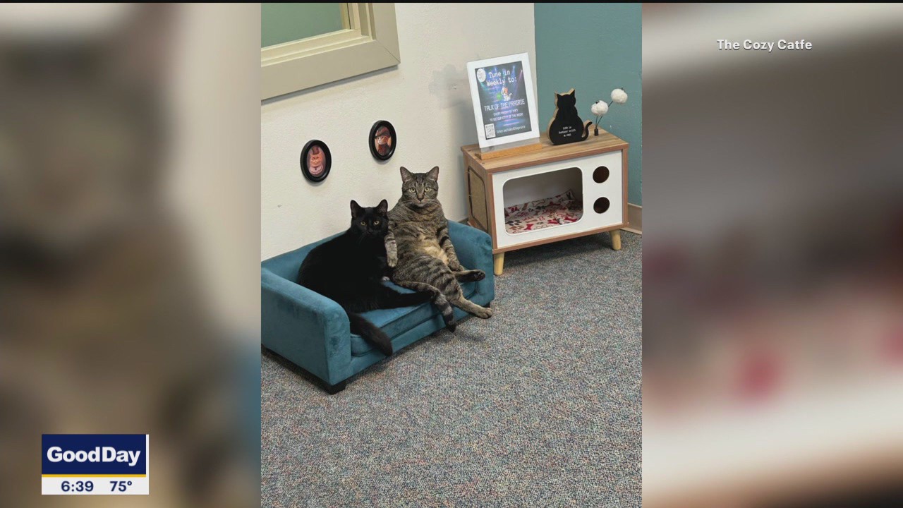 North Texas Giving Day: Cozy Catfe Rescue