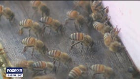 Plano beekeeper removes 100-pound hive hidden in home