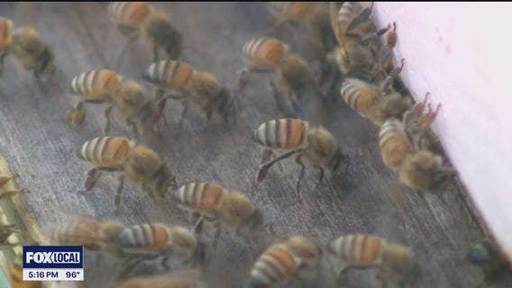 Plano beekeeper removes 100-pound hive hidden in home